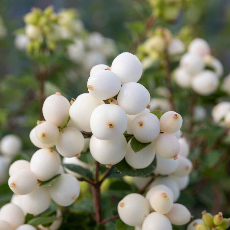 Snowberry 'Magical Galaxy'