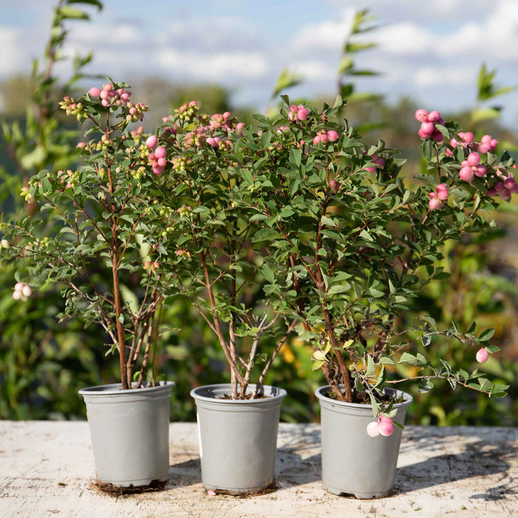 Snowberry 'Magical Sweet'