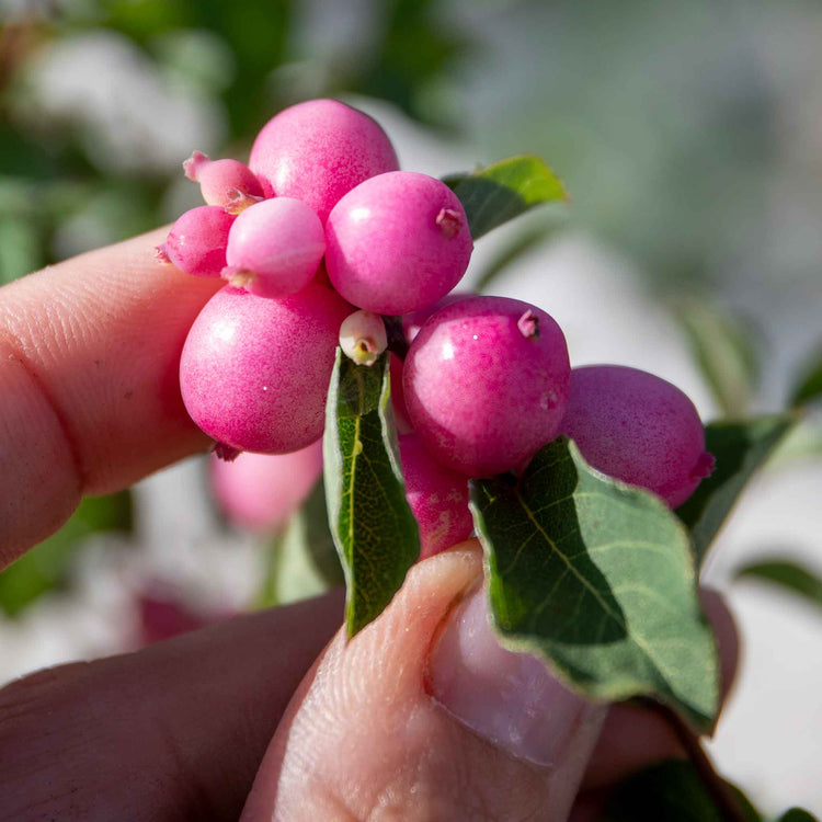 Snowberry 'Magical Sweet'