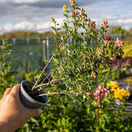 Snowberry 'Magical Sweet'