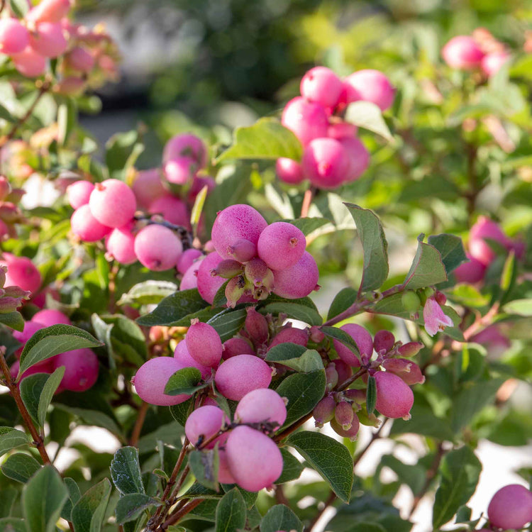 Snowberry 'Magical Sweet'