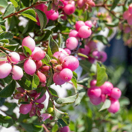Snowberry 'Magical Sweet'