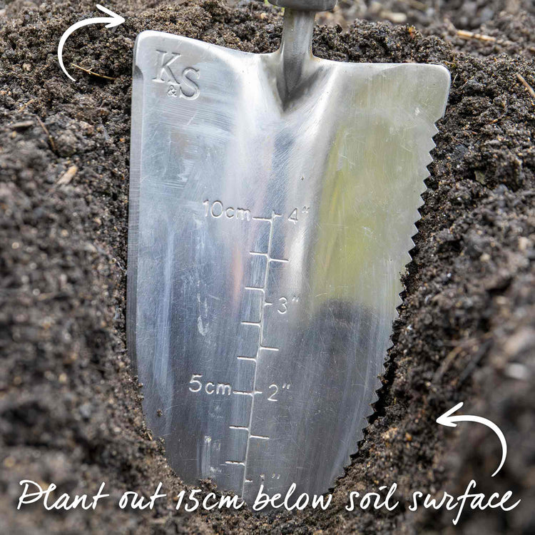 Leek Seeds 'Musselburgh'