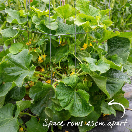 Cucumber 'Mini Muncher'