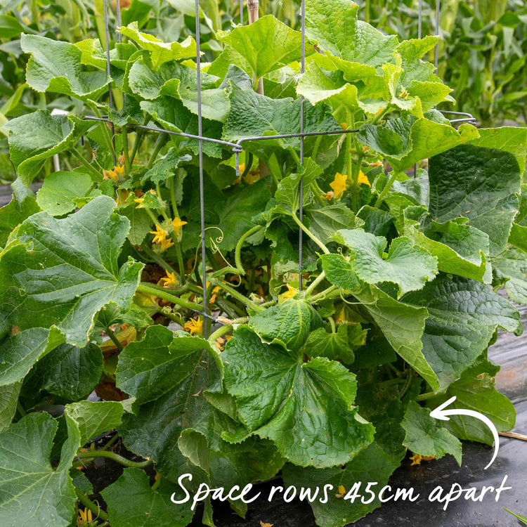 Cucumber Seeds 'Sherpa' F1
