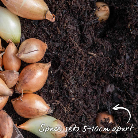 Autumn Planting White Onion Sets 'Growers Pick'