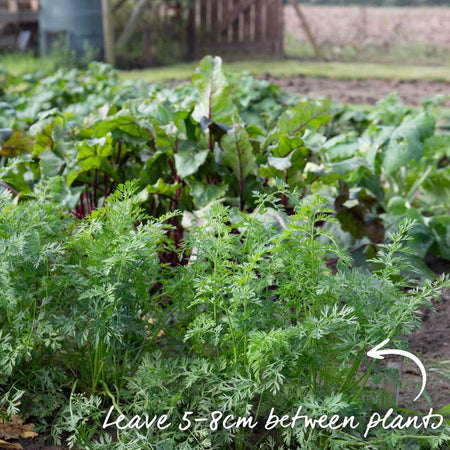 Carrot Seeds 'Resistafly' F1