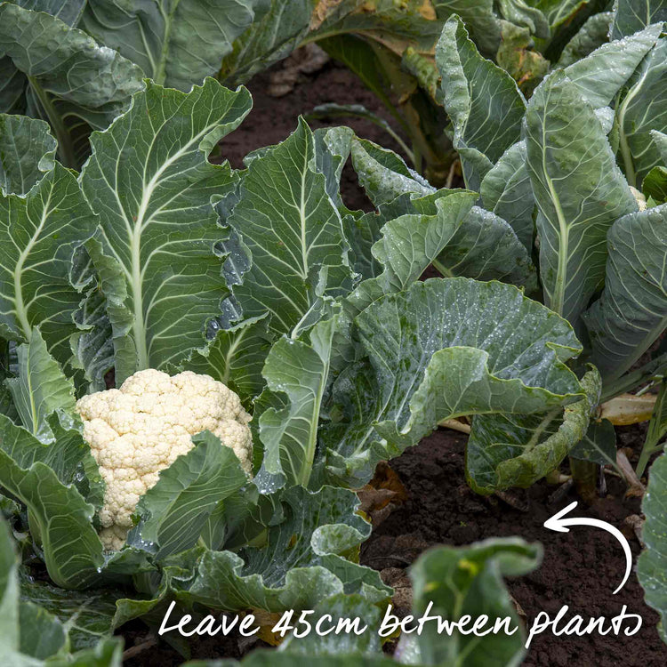 Cauliflower Seeds 'Jerome' F1