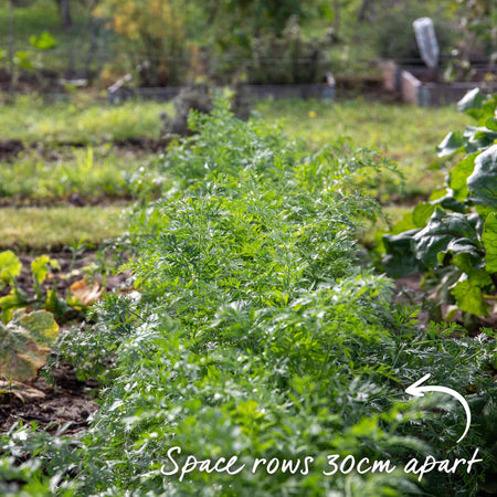 Carrot Seeds 'Resistafly' F1
