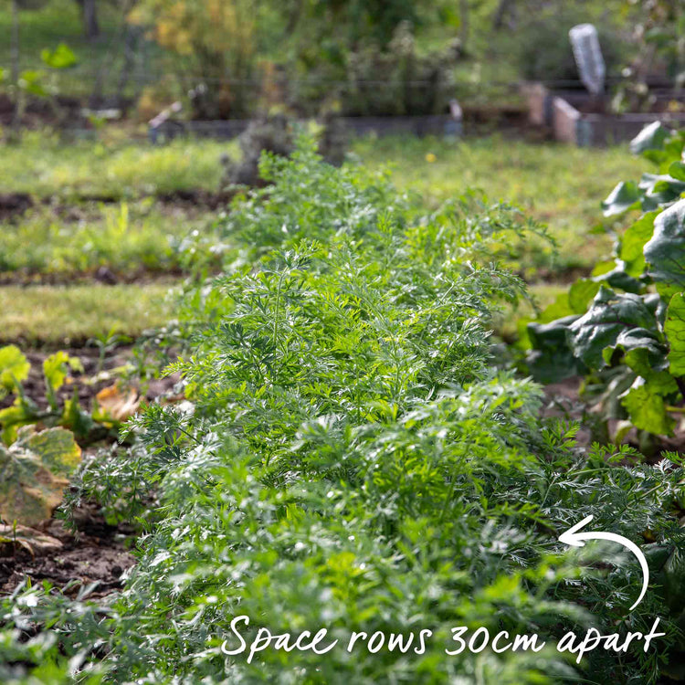 Carrot Seeds 'Resistafly' F1