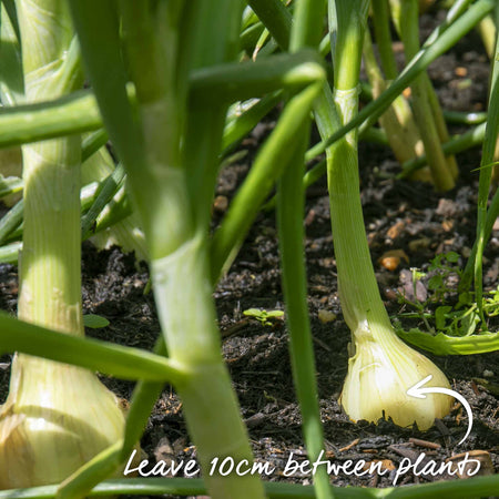  Onion Seeds 'Ruby Red'