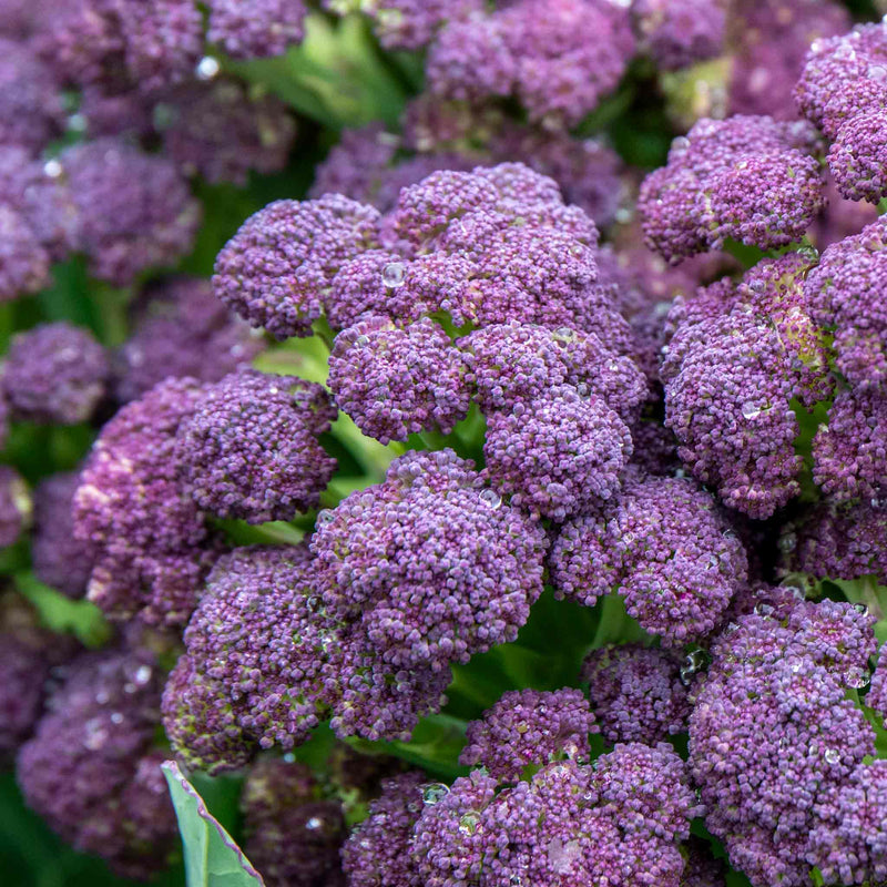 Broccoli 'Purple Sprouting'