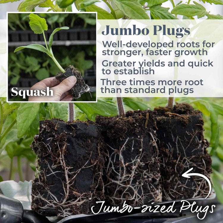Squash 'Sweetmax'