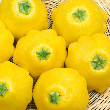 Squash 'Sunburst Patty Pan'