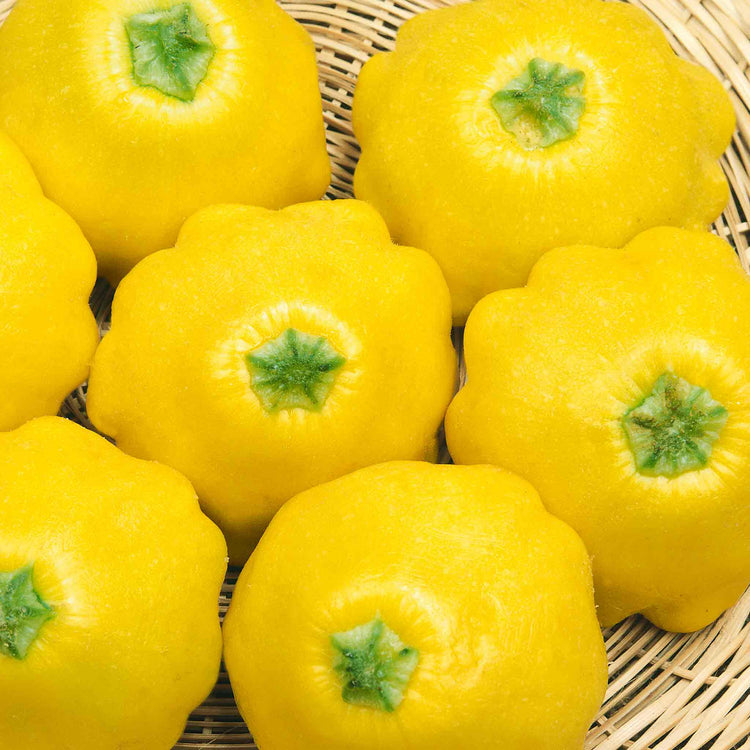 Squash 'Sunburst Patty Pan'