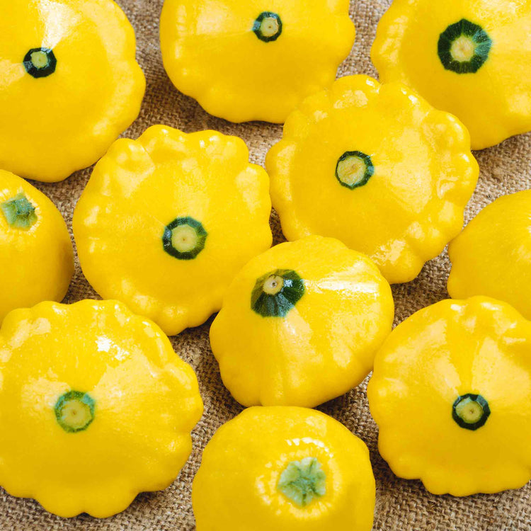 Squash Chef's Collection
