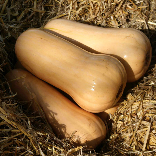 Squash 'Sweetmax'