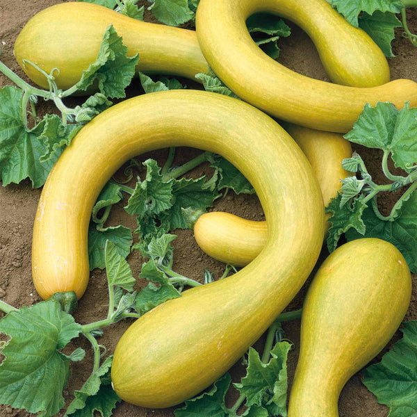 Squash 'Tromboncino'