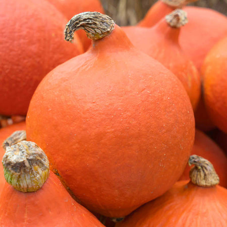 Squash Seeds 'Uchiki Kuri'