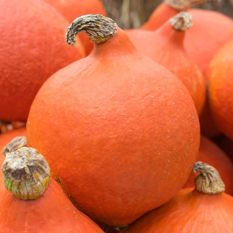 Squash plant 'Uchiku Kuri'