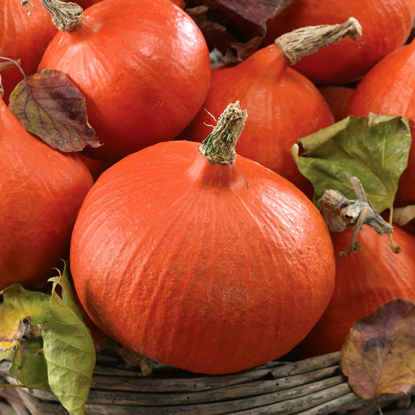 Squash Seeds 'Uchiki Kuri'