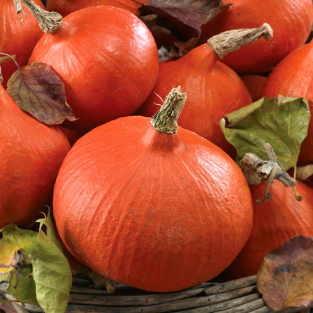 Squash Chef's Collection