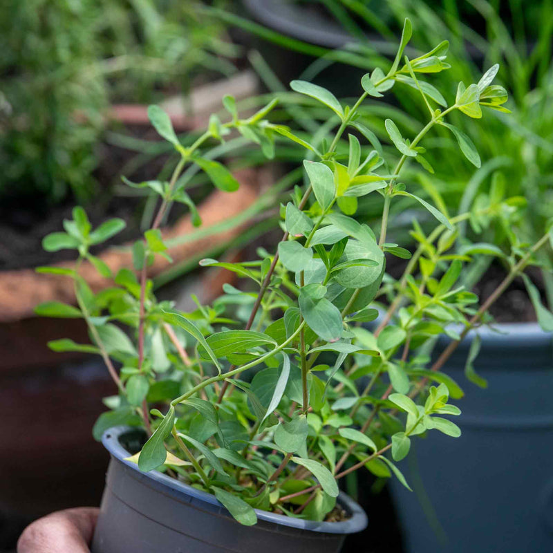St Johns Wort 'Hypericum Perforatum'