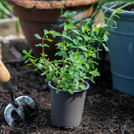 St Johns Wort 'Hypericum Perforatum'