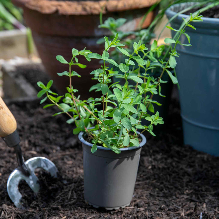 St Johns Wort 'Hypericum Perforatum'