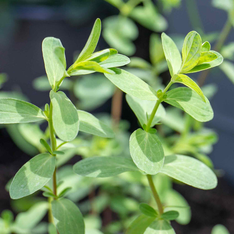 St Johns Wort 'Hypericum Perforatum'