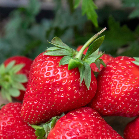 Strawberry 'All Season Space Saver' Collection