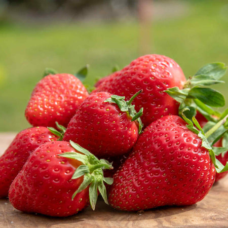 Strawberry 'All Season Space Saver' Collection