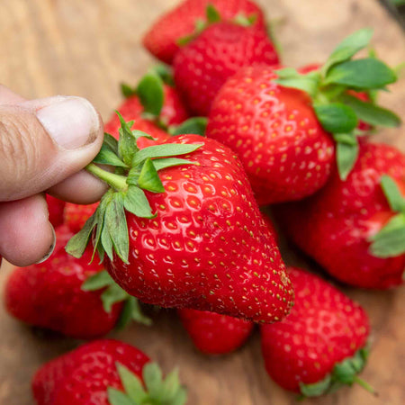 Strawberry 'Marshmello'