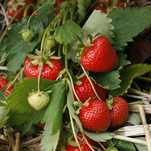 Strawberry 'Christine'