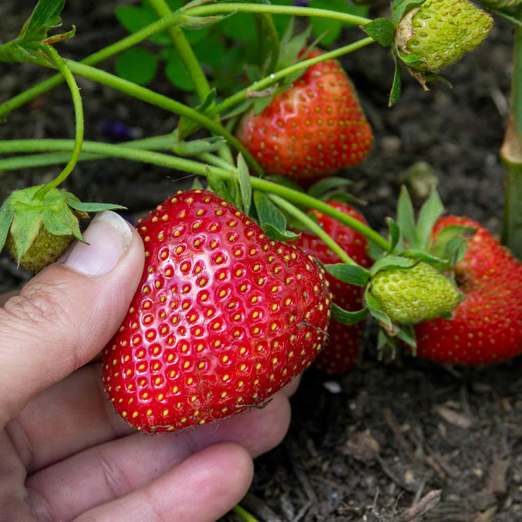 Strawberry 'Long Cropping' Collection