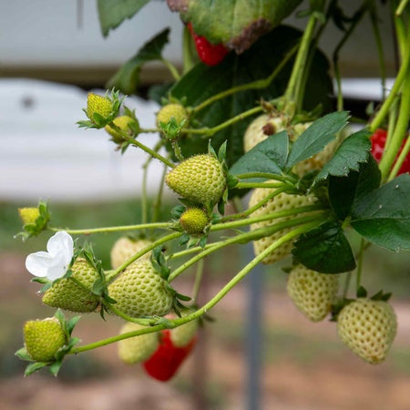 Everbearing Strawberry 'Flamenco'