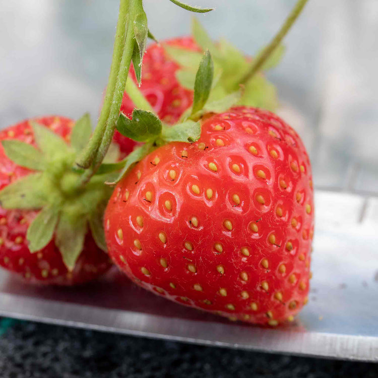 Strawberry 'Malling Centenary'