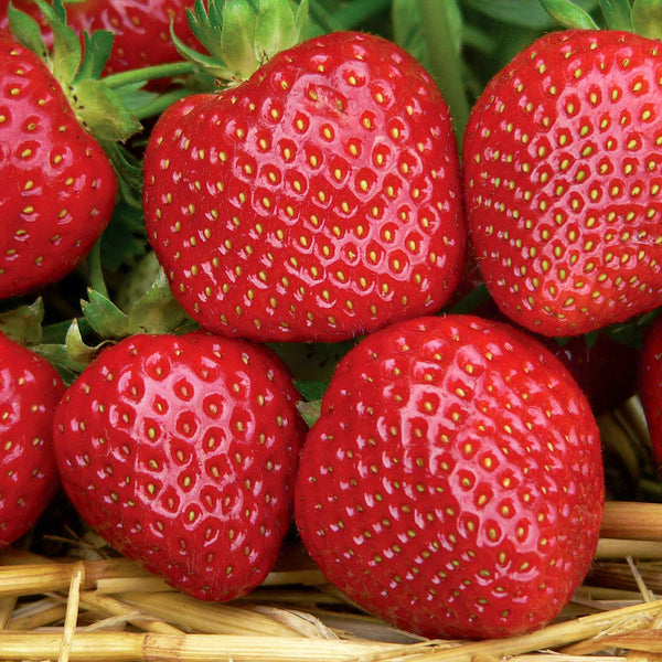 Strawberry 'Malwina'