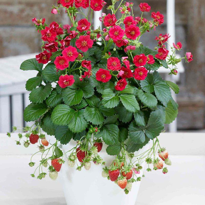 Strawberry 'Summer Breeze Rose'