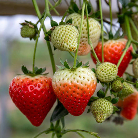 Strawberry 'Symphony'