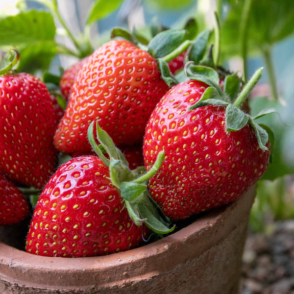 Strawberry 'Symphony'
