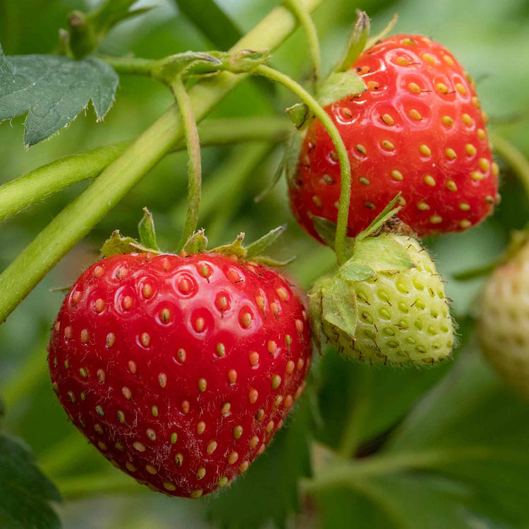 Strawberry 'Vibrant'