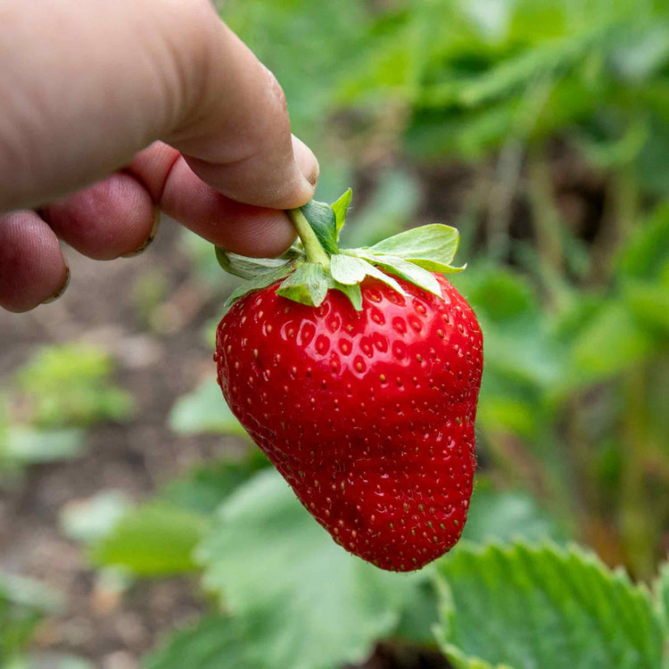 Strawberry  'Allegro'