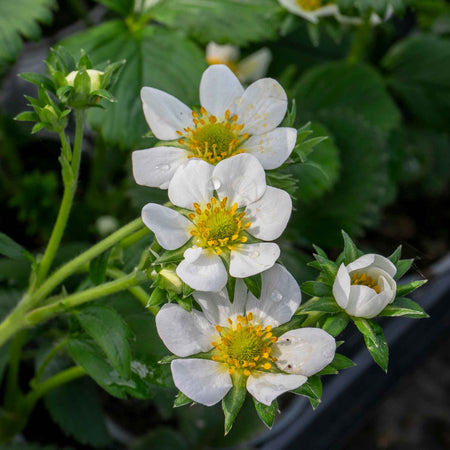 Strawberry 'Vibrant'