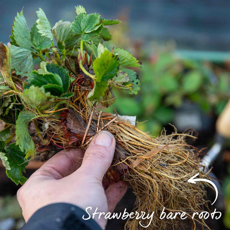 Strawberry 'Vibrant'