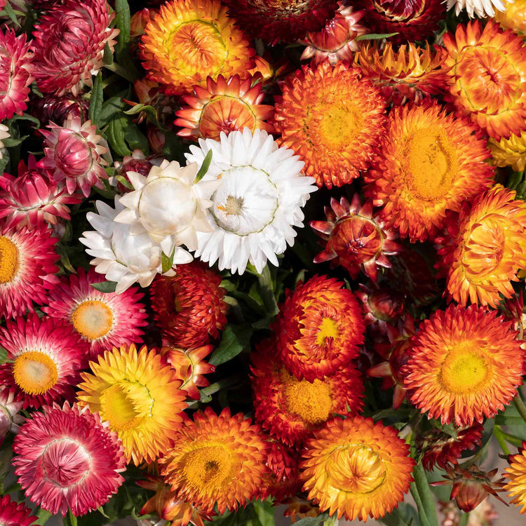 Strawflower Seeds 'King Size'