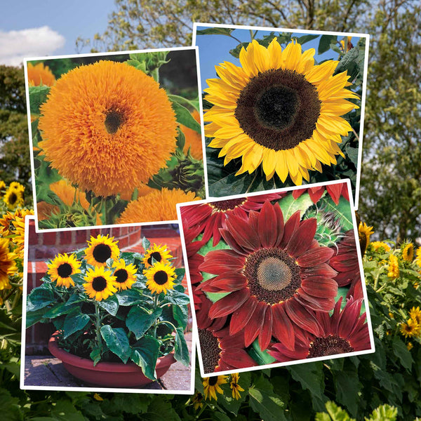 Sunflower Seeds 'Allsorts' 4 in 1 Collection
