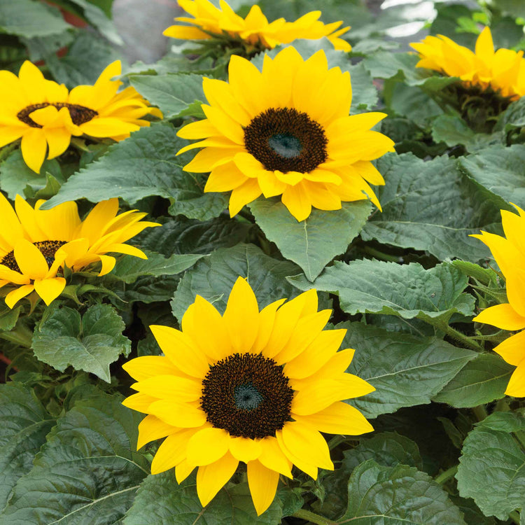 Sunflower 'Sunsations F1 Yellow'