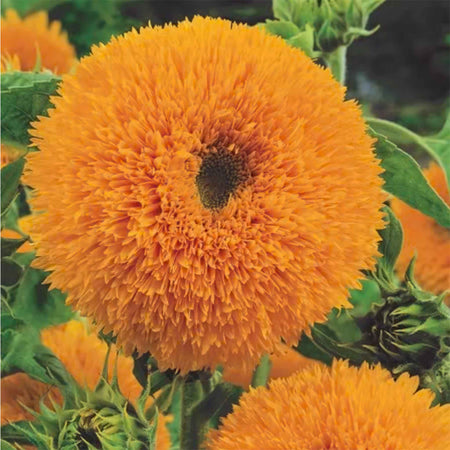 Sunflower Seeds 'Allsorts' 4 in 1 Collection