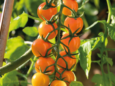 Tomato ‘Sungold F1’ growing in a long cluster of bright orange cherry tomatoes on the vine, surrounded by green foliage.